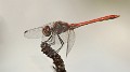 J18_2165 Sympetrum sinaiticum male